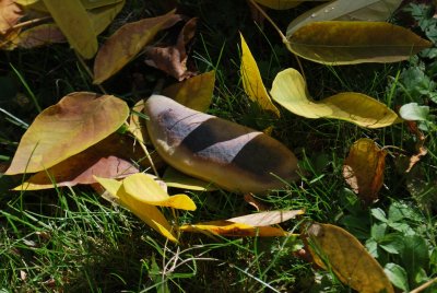 Gymnocladus dioica - nahovětvec dioica - nezralý plod (2)